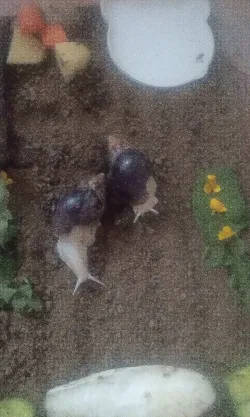 Fotografia miesta 8 od Veterinárna ambulancia - MVDr. Anna Grácová