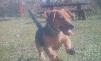 Fotografia miesta 9 od Veterinárna ambulancia - MVDr. Anna Grácová