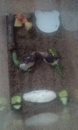 Fotografia miesta 10 od Veterinárna ambulancia - MVDr. Anna Grácová