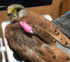 Fotografia miesta 4 od VETGUARD veterinárna klinika - MVDr. Juraj Šimek