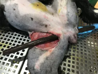 Fotografia miesta 6 od VETGUARD veterinárna klinika - MVDr. Juraj Šimek