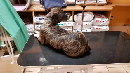 Fotografia miesta 8 od VETGUARD veterinárna klinika - MVDr. Juraj Šimek