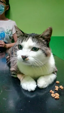 Fotografia miesta 10 od VETGUARD veterinárna klinika - MVDr. Juraj Šimek