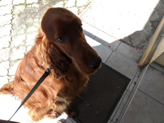 Fotografia miesta 1 od Súkromná veterinárna ambulancia Žilina - Závodie, MVDr. Daniel Cigánik