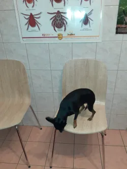 Fotografia miesta 2 od Súkromná veterinárna ambulancia Žilina - Závodie, MVDr. Daniel Cigánik