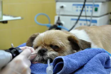 Fotografia miesta 2 od Veterinárna klinika ZVERLAND PIEŠŤANY, spol. s r.o. - MVDr. Katarína Čentešová
