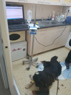 Fotografia miesta 4 od Veterinárna klinika ZVERLAND PIEŠŤANY, spol. s r.o. - MVDr. Katarína Čentešová