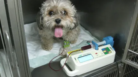 Fotografia miesta 5 od Veterinárna klinika ZVERLAND PIEŠŤANY, spol. s r.o. - MVDr. Katarína Čentešová