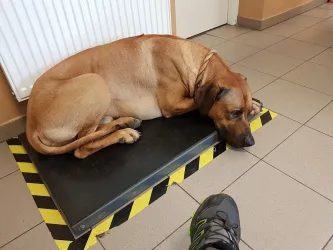 Fotografia miesta 6 od Veterinárna klinika ZVERLAND PIEŠŤANY, spol. s r.o. - MVDr. Katarína Čentešová