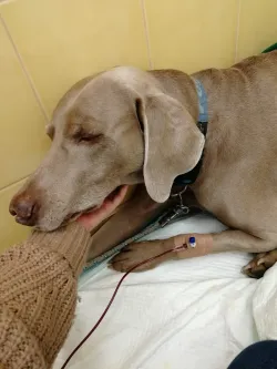 Fotografia miesta 8 od Veterinárna klinika ZVERLAND PIEŠŤANY, spol. s r.o. - MVDr. Katarína Čentešová