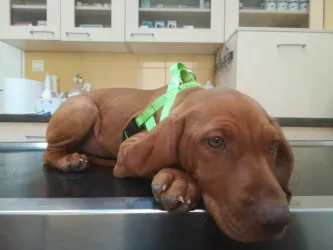 Fotografia miesta 9 od Veterinárna klinika ZVERLAND PIEŠŤANY, spol. s r.o. - MVDr. Katarína Čentešová