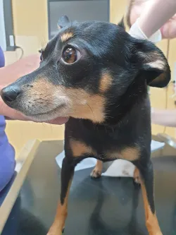 Fotografia miesta 10 od Veterinárna klinika ZVERLAND PIEŠŤANY, spol. s r.o. - MVDr. Katarína Čentešová