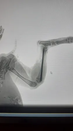 Fotografia miesta 1 od MVDr. Kaprálik Ľubomír