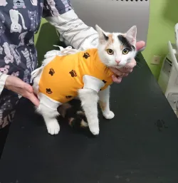 Fotografia miesta 2 od AB-VET veterinárna ambulancia - MVDr. Alena Bernátová