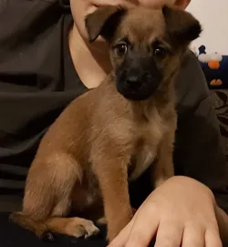 Fotografia miesta 3 od AB-VET veterinárna ambulancia - MVDr. Alena Bernátová