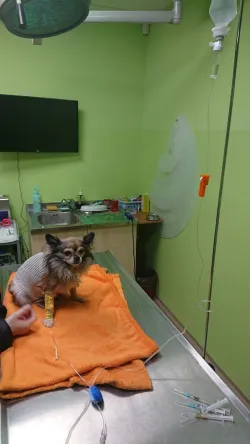 Fotografia miesta 5 od AB-VET veterinárna ambulancia - MVDr. Alena Bernátová