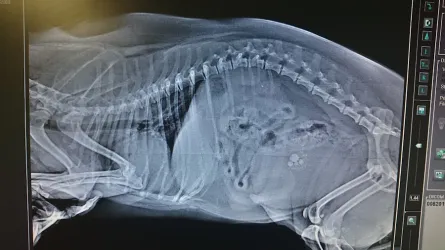 Fotografia miesta 6 od AB-VET veterinárna ambulancia - MVDr. Alena Bernátová