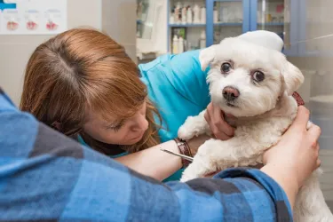 Fotografia miesta 2 od Veterinárna Klinika Žilina s.r.o. - MVDr. Branislav Bajužík