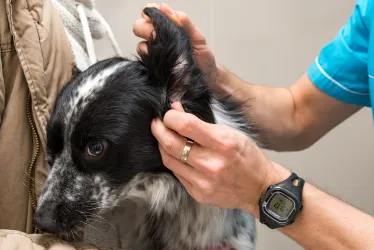Fotografia miesta 6 od Veterinárna Klinika Žilina s.r.o. - MVDr. Branislav Bajužík