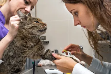 Fotografia miesta 8 od Veterinárna Klinika Žilina s.r.o. - MVDr. Branislav Bajužík