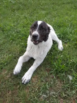 Fotografia miesta 1 od Veterinárna klinika 3 vet - MVDr. Robert Holečka