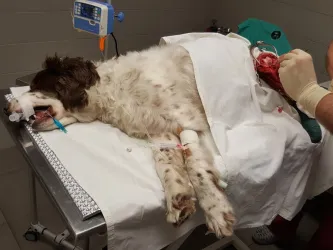 Fotografia miesta 2 od Veterinárna klinika 3 vet - MVDr. Robert Holečka