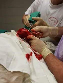 Fotografia miesta 3 od Veterinárna klinika 3 vet - MVDr. Robert Holečka