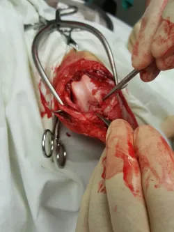 Fotografia miesta 4 od Veterinárna klinika 3 vet - MVDr. Robert Holečka