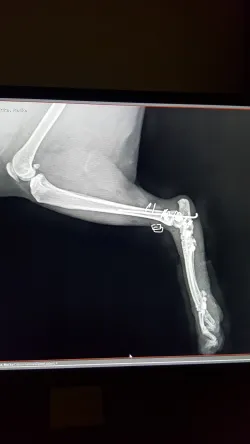 Fotografia miesta 5 od Veterinárna klinika 3 vet - MVDr. Robert Holečka