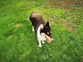 Fotografia miesta 5 od VET4yourPET - veterinárna ambulancia - MVDr. Martin Šmiček