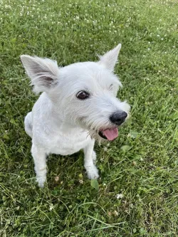 Fotografia miesta 1 od Veterinárna ambulancia - MVDr. Marian Velebný