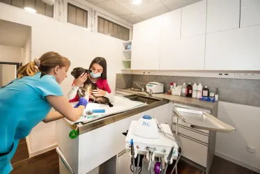 Fotografia miesta 4 od Veterinárna ambulancia Vetanet - MVDr. Aneta Szakállová