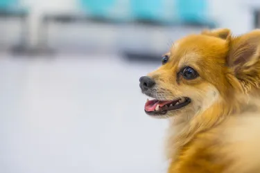 Fotografia miesta 8 od Veterinárna ambulancia Vetanet - MVDr. Aneta Szakállová