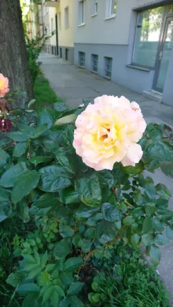 Fotografia miesta 2 od Výdajňa zdravotníckych pomôcok DUKLA - ALNIST, s.r.o.