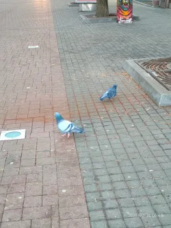 Fotografia miesta 6 od Referenčné laboratórium - Onkologický ústav sv. Alžbety, s. r. o.