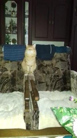 Fotografia miesta 1 od Stomatologická ambulancia - MUDr. Jana Peterková