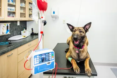 Fotografia miesta 10 od Veterinárna klinika PrimaVet