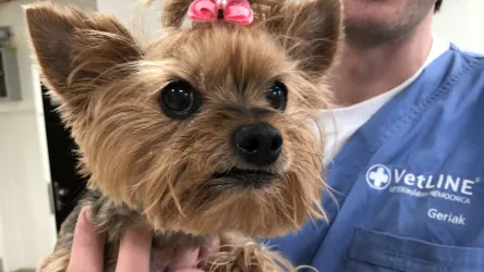 Fotografia miesta 1 od Mobilná veterina ZVIERACÍ DOKTOR