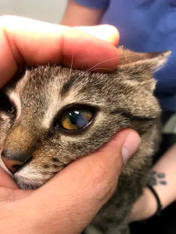 Fotografia miesta 2 od Mobilná veterina ZVIERACÍ DOKTOR