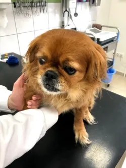 Fotografia miesta 5 od Mobilná veterina ZVIERACÍ DOKTOR