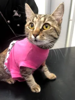 Fotografia miesta 6 od Mobilná veterina ZVIERACÍ DOKTOR