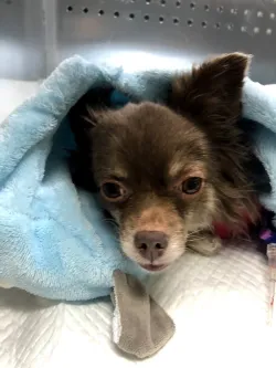 Fotografia miesta 7 od Mobilná veterina ZVIERACÍ DOKTOR