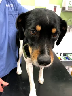 Fotografia miesta 8 od Mobilná veterina ZVIERACÍ DOKTOR