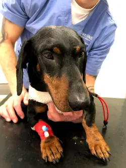 Fotografia miesta 9 od Mobilná veterina ZVIERACÍ DOKTOR