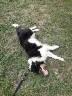 Fotografia miesta 2 od Mestský útulok Poprad