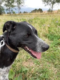 Fotografia miesta 4 od Mestský útulok Poprad