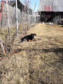 Fotografia miesta 10 od Mestský útulok Poprad