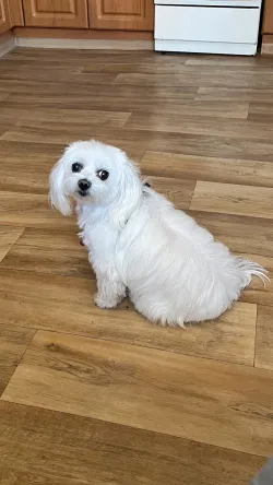 Fotografia miesta 5 od Veterinárna ambulancia Vkit - MVDr. Martin Mesarč, PhD.