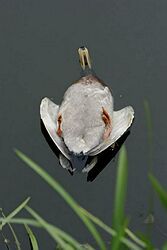 Rakúsko má zrejme piaty prípad výskytu vírusu H5N1