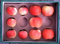 Štrajk bunkového delenia vyrába jablčné ťažké váhy